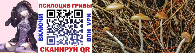 Псилоцибиновые грибы Psilocybe  Алушта 